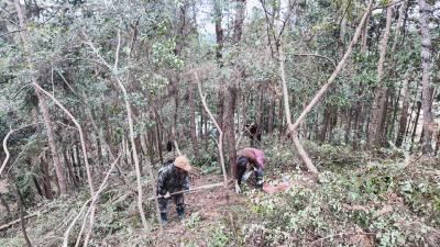 【林下掘“金” 生态富民㉓】唤醒“沉睡”山林  崇阳县泉湖村林下黄精铺就绿色“致富毯”