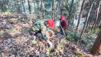 【林下掘“金” 生态富民⑳】崇阳县桂花泉镇：资源变资产   林下中药材成富民强村“黄金草”