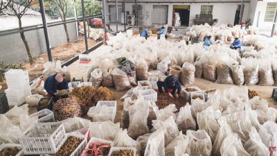 崇阳县杨洪村：“腾笼换鸟”  旧校舍里“淘”黄精