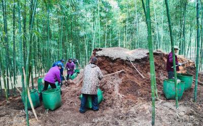 咸宁崇阳：雷竹“盖被”抢“鲜”机