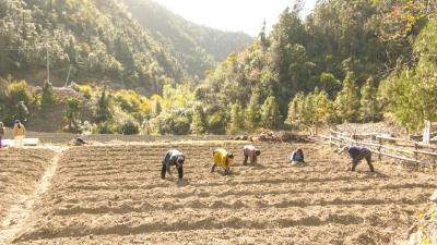 咸宁崇阳：冬种黄精  闲田变“金”田