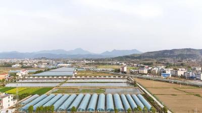 崇阳：“强农计划”激活乡村振兴“一池春水”