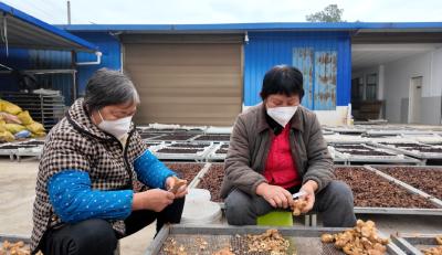 咸宁崇阳：独石村微车间九蒸九晒酿幸福