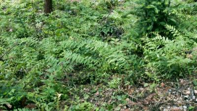 【林下掘“金” 生态富民㉑】崇阳：林下生金   青山变“金山”