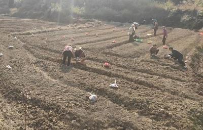 【林下掘“金” 生态富民⑲】崇阳县石岭村：林下种黄精   生绿又生“金”