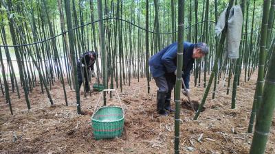 价格亲民  崇阳“金衣白玉”冬笋已批量上市