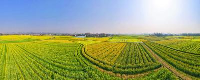 【回眸“十四五”】崇阳农业：强农固本 绘就乡村振兴新画卷