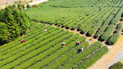 咸宁崇阳：科技暖冬田 闲土变“金田”