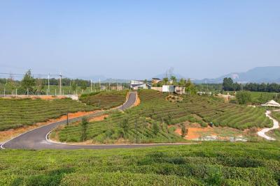 飞跃茶海！崇阳鸡鸣峰“飞拉达＋太空舱民宿”解锁乡村游新玩法