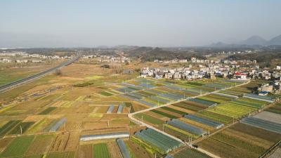 【新春走基层】崇阳县城万村：千亩蔬菜喜丰收