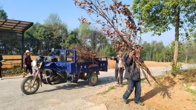 崇阳县铜钟乡：清洁家园  全民在行动