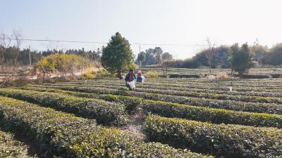 崇阳县沙坪镇：千亩茶园管护忙