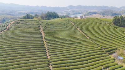我的年货清单丨咸宁崇阳：腊味飘香迎新春  茶香灯影映沙坪