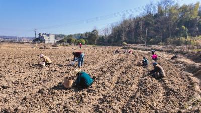 崇阳县石城镇：“参”活一方产业   家门口端上“金饭碗”