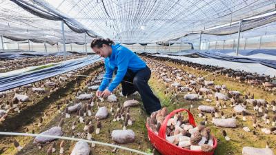 【新春走基层】崇阳县花山村羊肚菌抢“鲜”上市