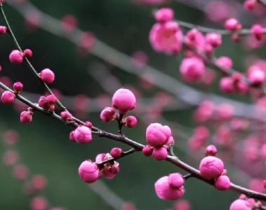 咸宁崇阳的冬天，是带着香味和颜色的