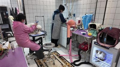 崇阳：“毛孩子”们的春节仪式感已拉满