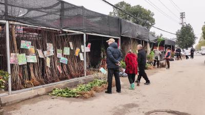 崇阳：春来苗木俏  植绿正当时