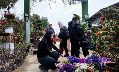 崇阳花市年味浓  市民购花迎新春