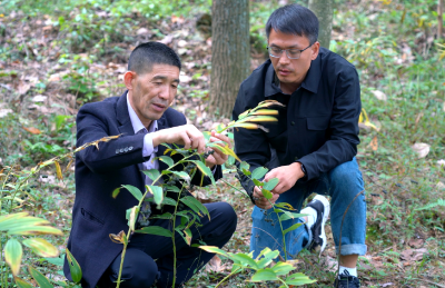 【新春走基层】崇阳：林下生金   乡亲们把“绿水青山”变成“幸福靠山”