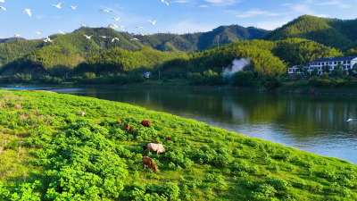 崇阳：白鹭为诗 青山作画