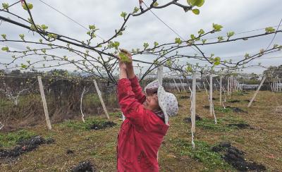 崇阳县古城村：为果树“理发”，给丰收“攒劲儿”