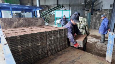 崇阳雨会农场600亩再生稻机械化育秧再提速