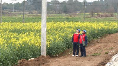 金色花海伴巡线   电力护航春意浓
