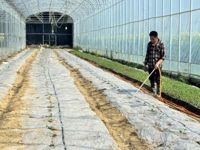 春日育苗忙  崇阳县隽青家庭农场西瓜苗“喝”出好长势