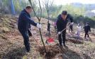春染崇阳绿满城   近300人共植新绿扮美家园