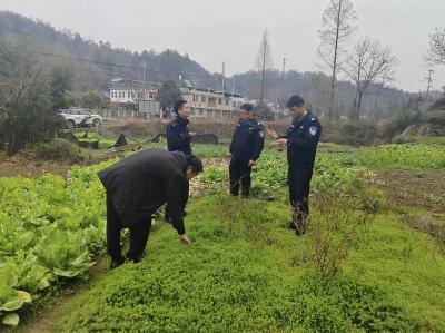 崇阳公安：创新举措守净土   全域禁种护平安