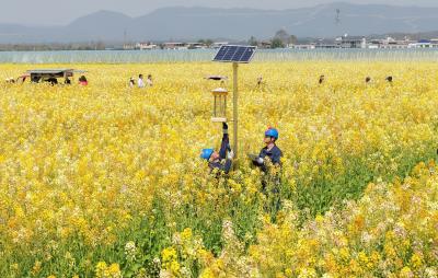 崇阳：电力护航春耕  守护七彩花海
