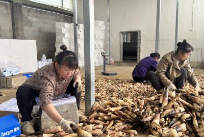 破土“生金”！崇阳县花园村雷竹笋日采五千斤鲜销全国