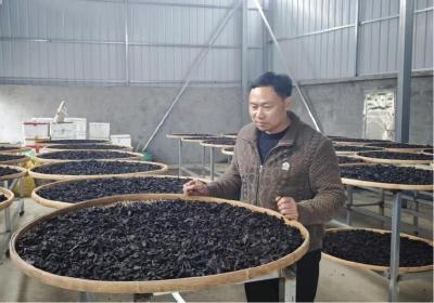 从繁华都市到山野田间   返乡新农人姜存辉用“黄精”实现乡村振兴的“黄金梦”