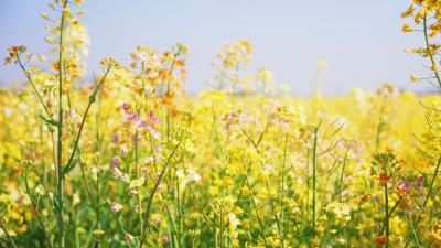 【桃溪文艺】汪晶：去看七彩油菜花
