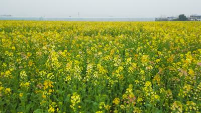 春日限定！崇阳县青山镇七彩油菜花即将迎来盛放期