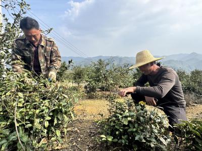 崇阳县三山村：云雾深处有茶香