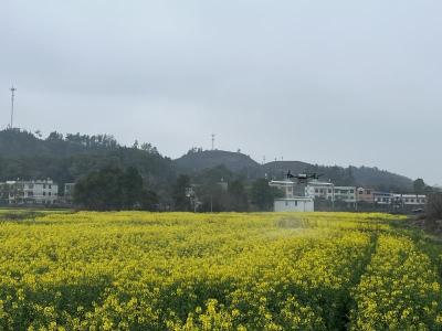 崇阳县沙坪镇：千亩油菜绽金黄   管护忙盼丰满仓