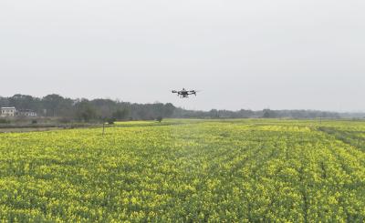 金色花海满田畴   石城春景入画来