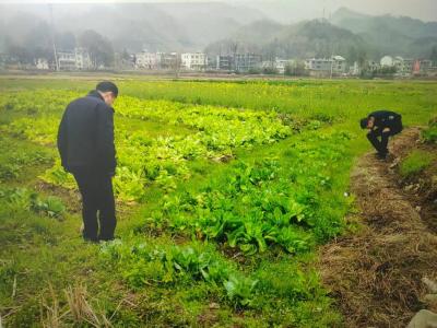 崇阳县港口乡：三月春风暖   禁种禁制守平安