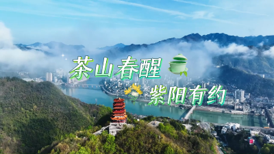 微视 | 茶山春醒 紫阳有约
