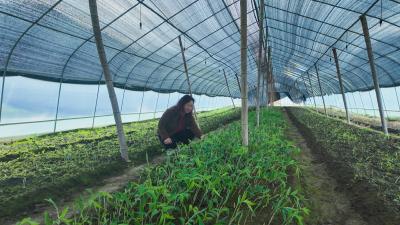 热销全国！崇阳县高枧乡黄精苗成“致富苗”