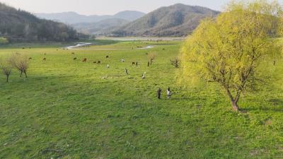 崇阳“小阿勒泰”爆火  原生态美景成新晋“顶流”