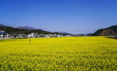 遇见“黄金海”！崇阳县港口乡油榨村藏着乡村美居密码