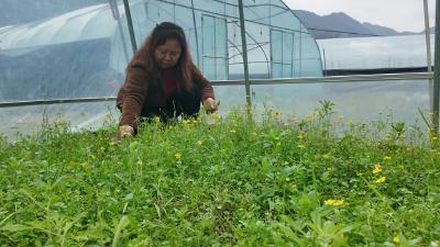 崇阳县高枧乡：春分时节药草香