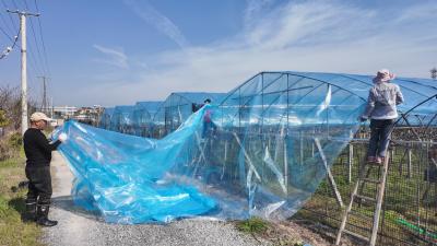 春季管护正当时！崇阳县八一村葡萄将于7月中旬上市