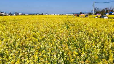倒计时10天！崇阳七彩油菜花海给你“好看”