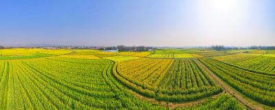 【桃溪文艺】七彩油菜花诗歌联弹