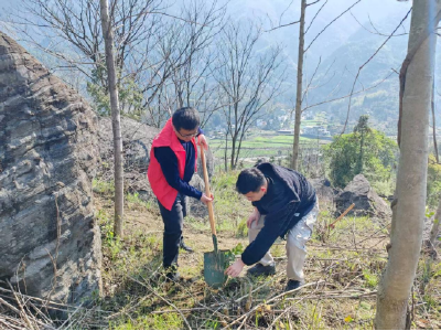 崇阳县高枧乡：手植新绿  春满山乡
