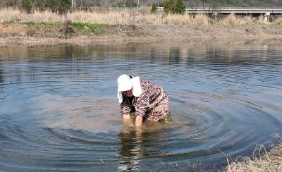 崇阳县虎爪村：阳春投苗忙  虾稻盼丰年